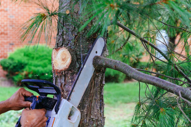 Emergency Storm Tree Removal in Soda Springs, ID